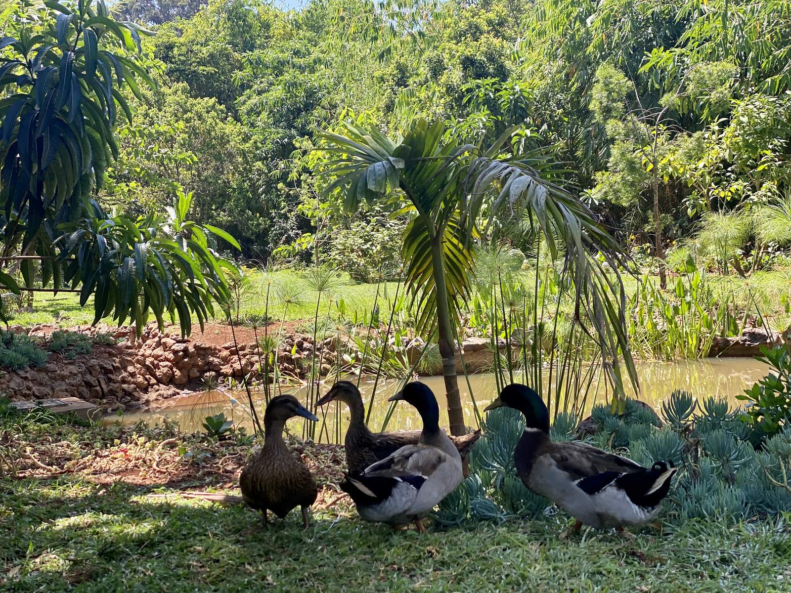 Maarifa Park - Landscape